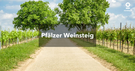 Wanderweg inmitten von Weinreben: Pfälzer Weinsteig